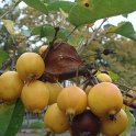 Malus x 'Golden Hornet' fruit